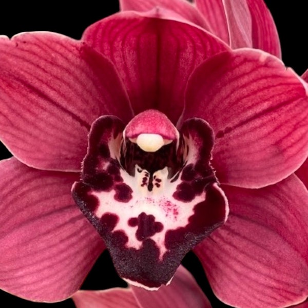 Cymbidium Cumberland Blues 'Dark Red' (3.5" pot)