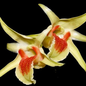 Dendrobium Hsinying Tobazuki Den. suzukli x tobaense Bloomng Size 2.5 pot image 1