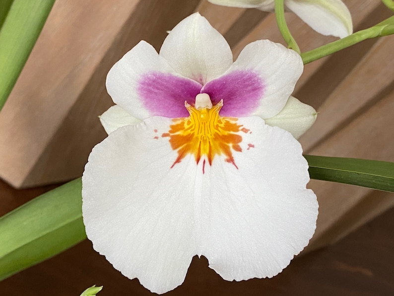 Miltoniopsis Maui Spring bright Eyes X Bertha Baker Etsy