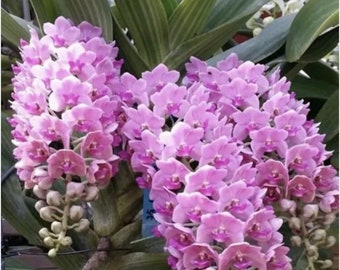 Rhynchostylis gigantea x sib ‘Pink’ (3.5” pot)