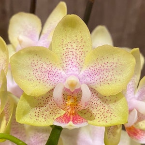 Triple Spikes Phalaenopsis Sogo Ginger Glam (4" pot)