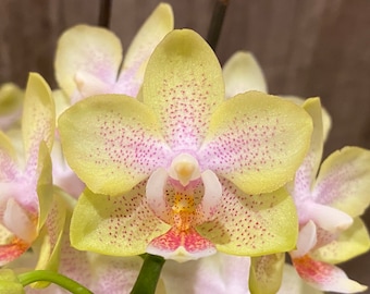 Triple Spikes Phalaenopsis Sogo Ginger Glam (4" pot)