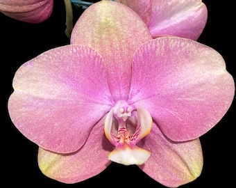 In Spikes Phalaenopsis OX Golden Star 'OX1663' × SKB Black Lace Huge Plant (4" pot)