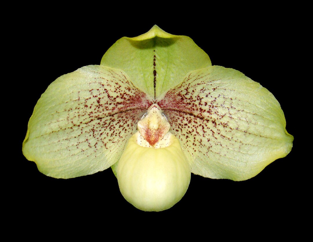 Paph. Leucochilum X Hangianum 2 Pot - Etsy Canada