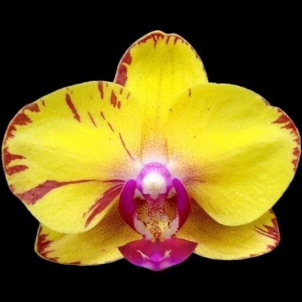 Phalaenopsis Sweet Girl (3” Pot)