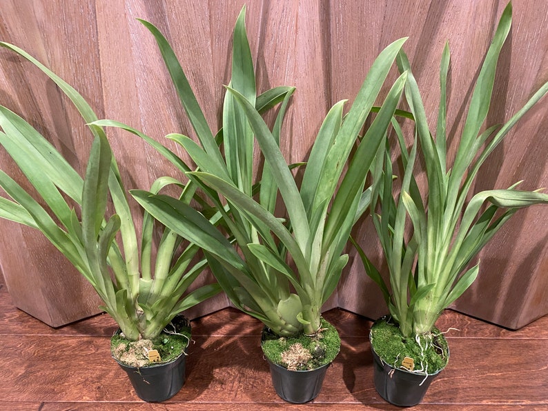 Miltoniopsis Maui Spring bright Eyes X Bertha Baker Etsy