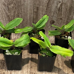 Paphiopedilum liemianum x sib 2 pot image 4