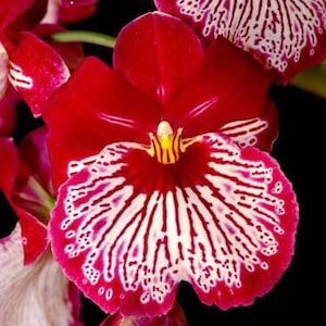 Miltoniopsis Breathless ’Good Woman’ Blooming Size (3.5” Pot)