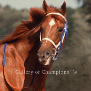 Secretariat Portrait Photo &quot;Profile In Greatness&quot; #312