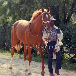 Secretariat 1973 Preakness Walk Photo #110
