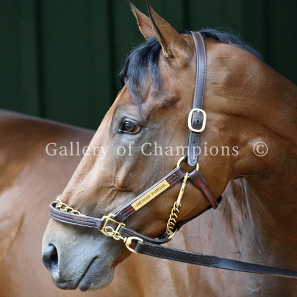 American Pharoah Portrait Photo