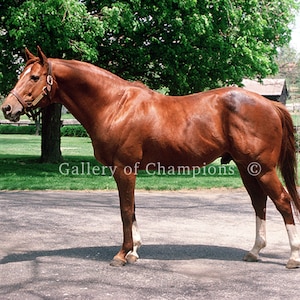 Secretariat Conformation Photo