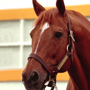 Secretariat Portrait Photo #312