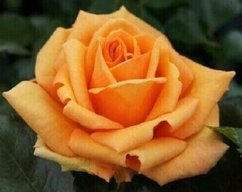 Rose Plant Etsy Uk