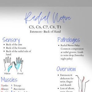 Radial-Ulnar-Median Nerve Reference Cheat Sheet: Upper Extremity Anatomy (Occupational Therapy, Physical Therapy, Hand Therapy, Notes)