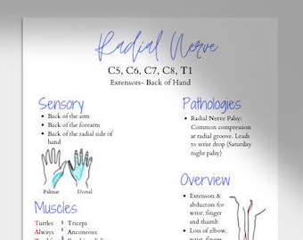 Radial-Ulnar-Median Nerve Reference Cheat Sheet: Upper Extremity Anatomy (Occupational Therapy, Physical Therapy, Hand Therapy, Notes)