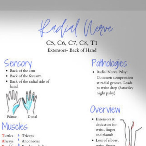 Radial ulnar median Nerve Reference Cheat Sheet: Upper Etsy