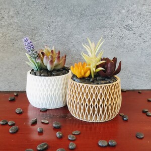 May include: Two small potted plants with different colored succulents and a lavender sprig. The plants are in white and brown geometric patterned pots. The pots are sitting on a dark red wooden surface with black stones scattered around them.