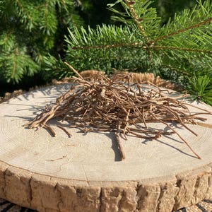 Chilcuague root, Heliopsis longipes, Aztec gold root, Herb grindstone