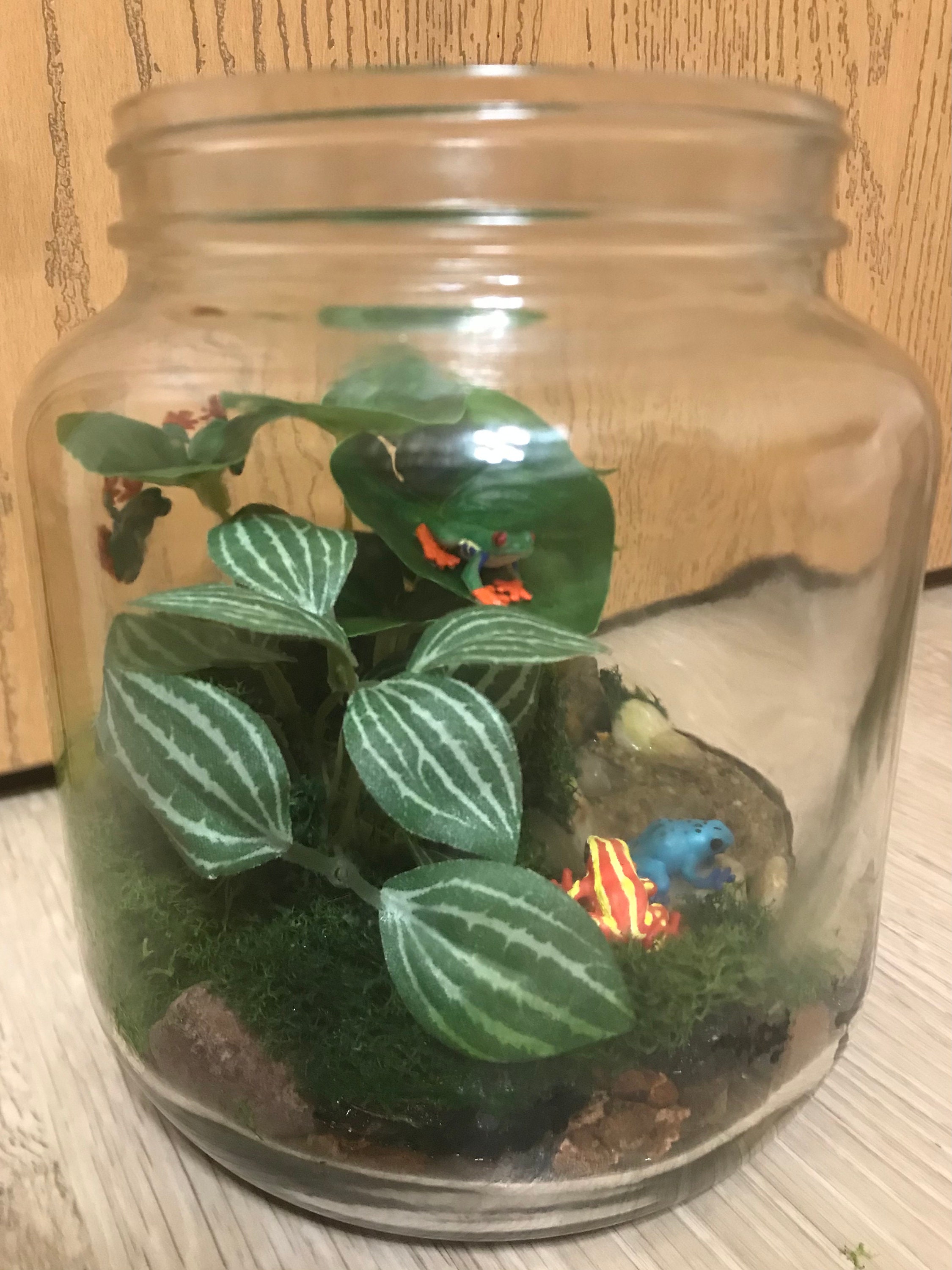 Tropical Terrarium Frog Jar Etsy