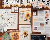 Sunflower Unit Study | Printables, Learning Materials, Morning Basket, Nature Study, Charlotte Mason, Montessori, Classroom Decor