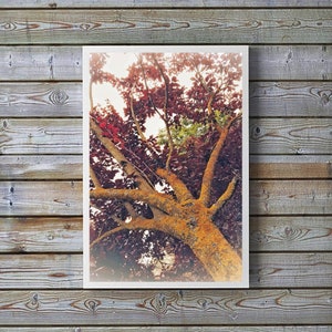 Nature wall art,Tree print,Leaf print,Instant Download,Botanical wall decor,autumn photo print,printaple fine art,moss,colorful photography