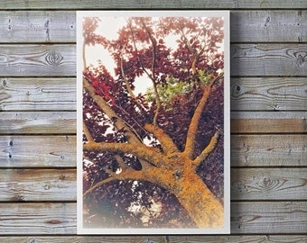 Nature wall art,Tree print,Leaf print,Instant Download,Botanical wall decor,autumn photo print,printaple fine art,moss,colorful photography