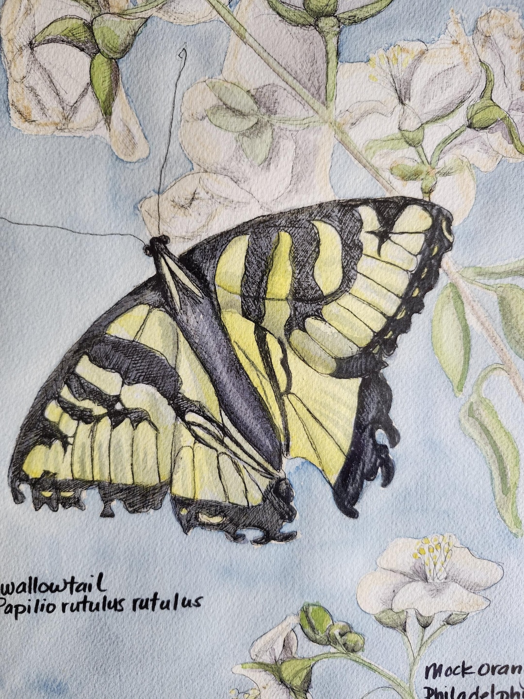 Swallowtail Butterfly Watercolor Painting - Etsy