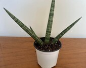 Sansevieria Starfish, Boncell, Fully Rooted, House Plants, Rare House Plants, Succulent, Live Plant, US Seller