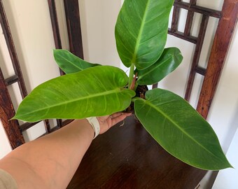 Philodendron Melinonii Variegated Variegated Philodendron Rare Etsy