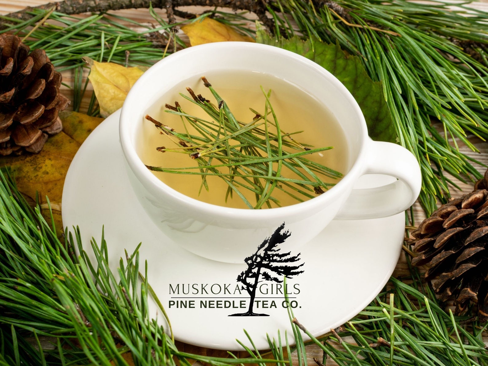 PINE NEEDLE Tea BAGS Canadian White Pine Organic Pure Etsy