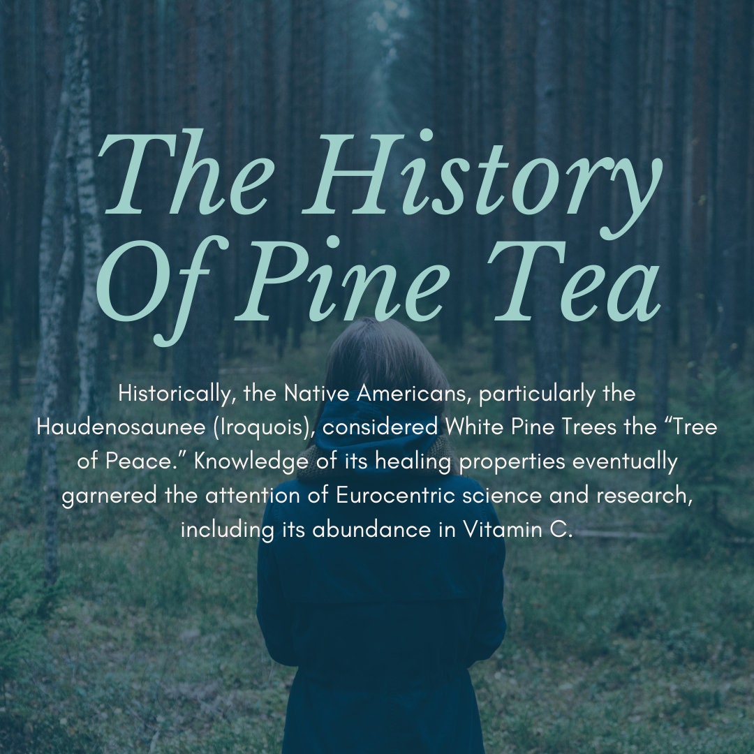 Wild Canadian Eastern White Pine Needle TEA bags BEST BUY Suramin