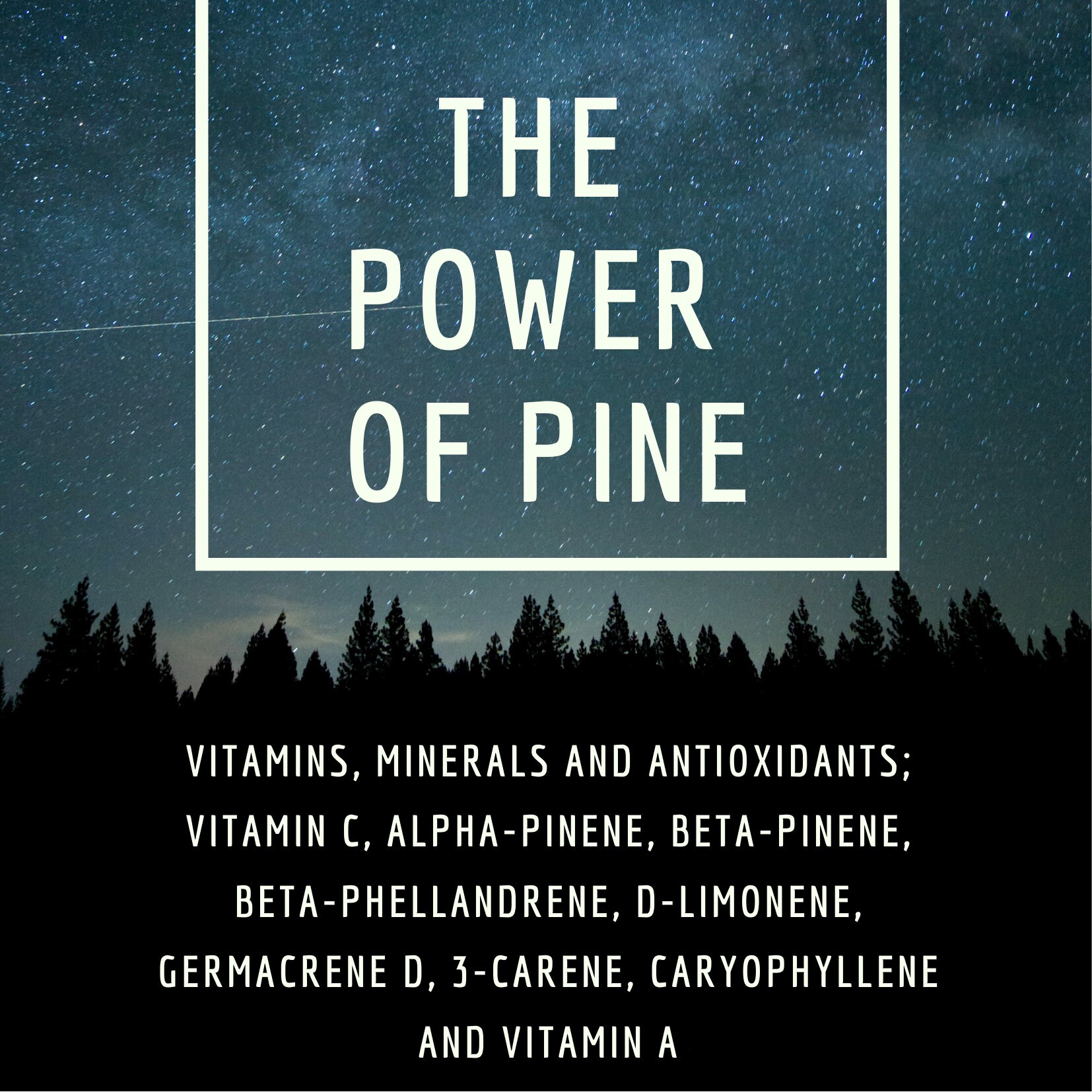 Wild Canadian Eastern White Pine Needle TEA bags BEST BUY Suramin