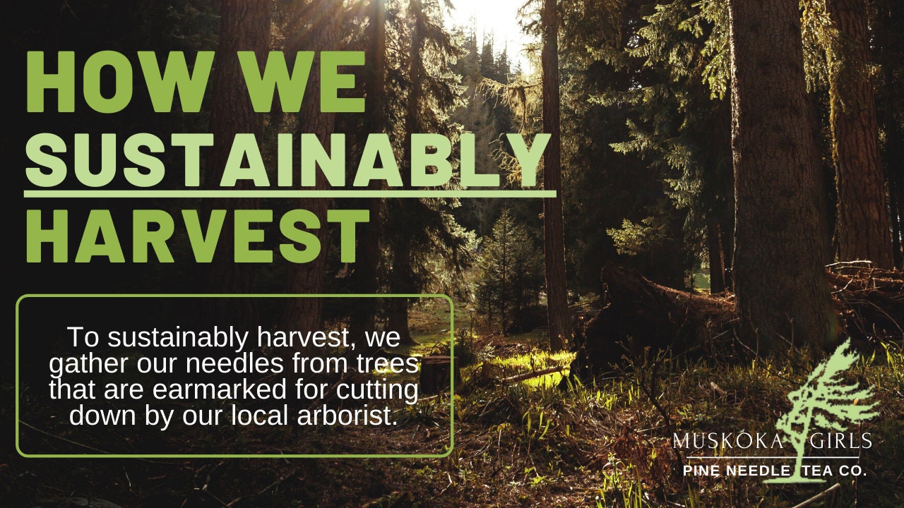 Wild Canadian Eastern White Pine Needle TEA bags BEST BUY Suramin