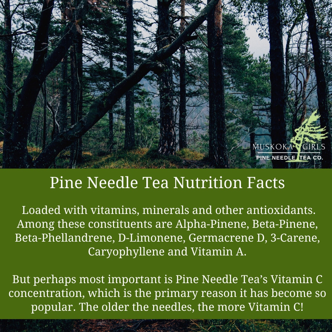 Wild Canadian Eastern White Pine Needle TEA bags BEST BUY Suramin