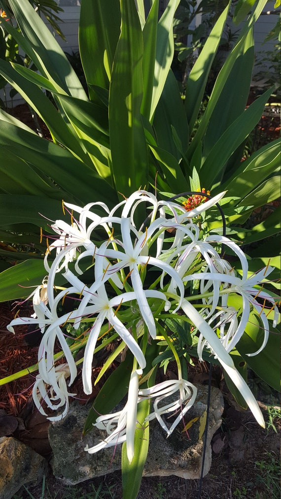 Giant Spider Lily Crinum Lily Plant Crinum Asiaticum White Etsy