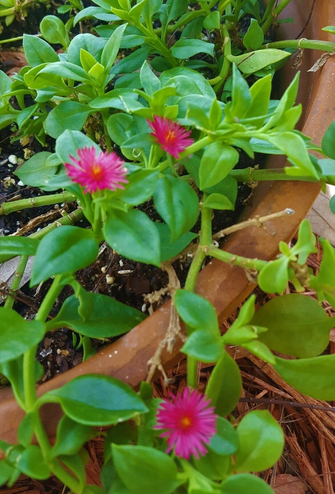 Aptenia Cordifolia, Baby Sun Rose, Heart leaf Ice Plant, Succulent 4 Inch Pot Rooted Plant