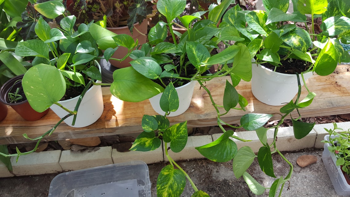 Golden Pothos Devil's Ivy Large Rooted Plant 6 Inch Pot Etsy