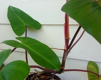 Red Emerald Philodendron Rooted Plant 6 Inch Pot