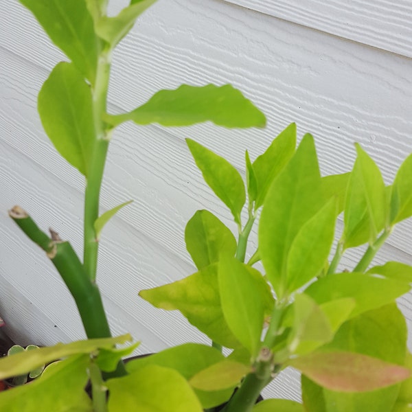 Devil's Backbone 4 inch Pot, Euphorbia Tithymaloides, Japanese Poinsettia, Zig Zag Plant