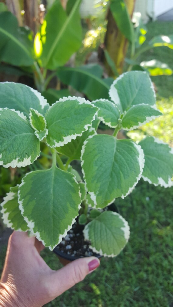 Variegated Portuguese Oregano Mexican MintIndian Etsy