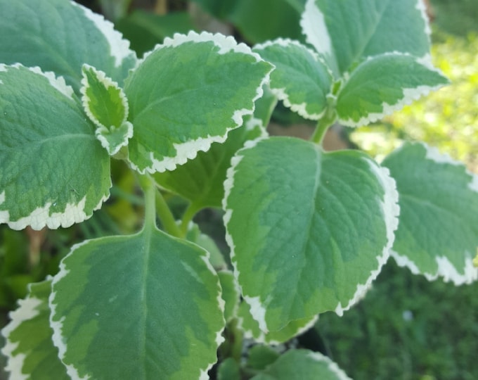 Variegated Portuguese Oregano Mexican Mintindian Borageedible