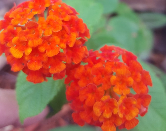 Lantana 4 Inch Pot Attracts Butterflies & Hummingbirds Etsy