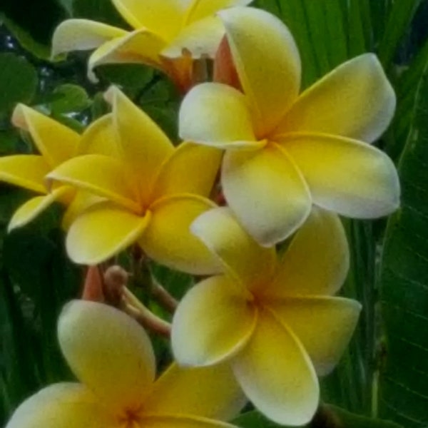 Frangipani*Hawaiian Lei Tree *Plumeria fresh tip cutting*  Yellow, Fragrant