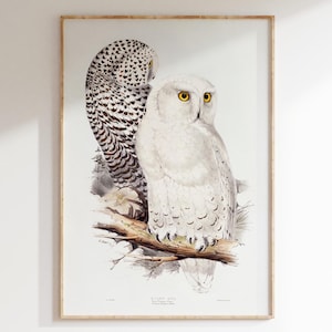 Impresión vintage de dos búhos nivales, pintura de John Gould, arte mural de pájaros en tonos suaves, póster vintage de pájaros, decoración de habitaciones, impresión de naturaleza, arte de búho grande