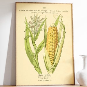 Könnte beinhalten: Eine Vintage-botanische Illustration eines Maiskolbens mit seiner Schale und Blättern. Die Illustration ist in Grüntönen, Gelb und Braun gehalten. Der Text lautet "Cultivé en grand dans les champs. Fleurit de juin en août. Fructifie en septembre et octobre. Mais cultivé. Blé de Turquie. Zen mays. GRAMINEES - "