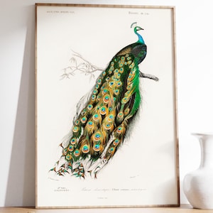 Impresión vintage de pavo real indio (Pavo cristatus), arte mural de aves en colores suaves, póster vintage de aves, decoración de habitaciones, naturaleza