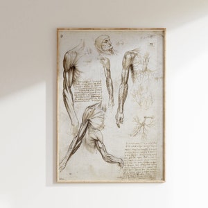 Da Vinci The Human Anatomy Vintage Print, Old Painting, Antique Art, Large Wall Art, Leonardo Da Vinci Print, Renaissance Art Poster