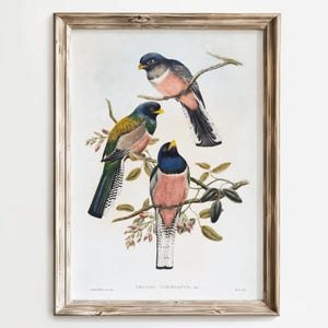 Impresión de tres pájaros, pintura de John Gould, arte mural de pájaros en colores suaves, póster vintage de pájaros, arte mural de animales, decoración de habitaciones, impresión de naturaleza, floral