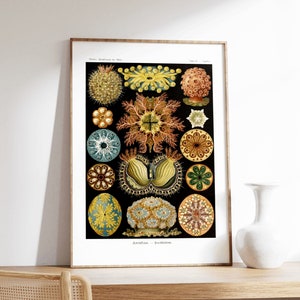 Ernst Haeckel Prints, Sea Life Print, Vintage Sea Life Poster, Ocean Art Print, Oceanographie , Sea Life Decor, Oceanography, Sea Creature